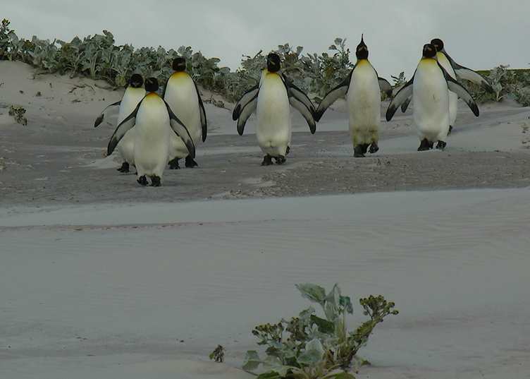 King Penguins at Volunteer Point