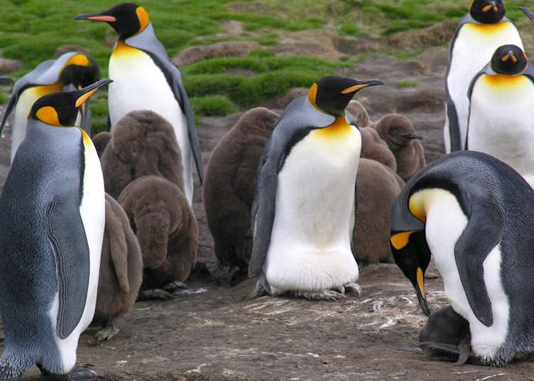 King Penguins at Volunteer Point