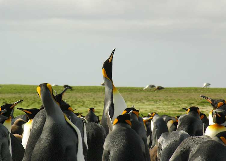 King Penguins at Volunteer Point