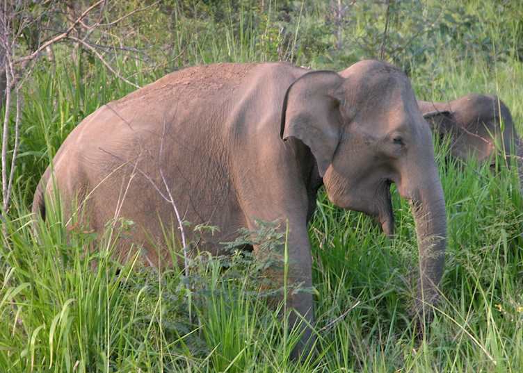 Elephants, Minneriya Sanctuary, Sri Lanka