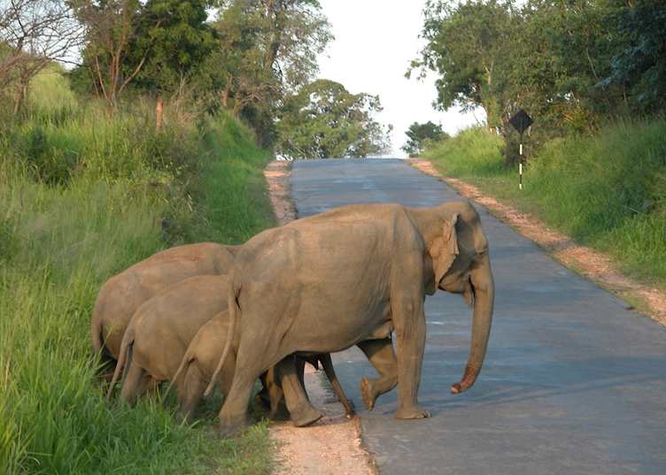 Elephants, Minneriya Sanctuary, Sri Lanka