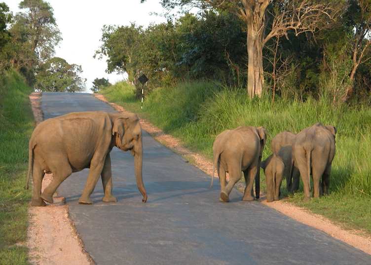 Elephants, Minneriya Sanctuary, Sri Lanka
