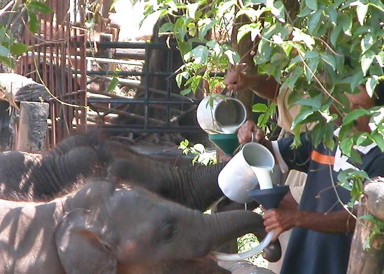 Feeding time at the Elephant Transit Home, Uda Walawe