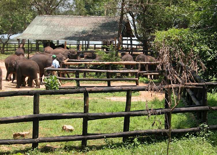 Elephant Transit Home, Uda Walawe