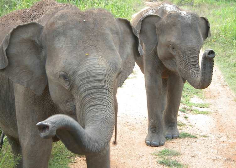 Wild elephants, Udawalawe National Park