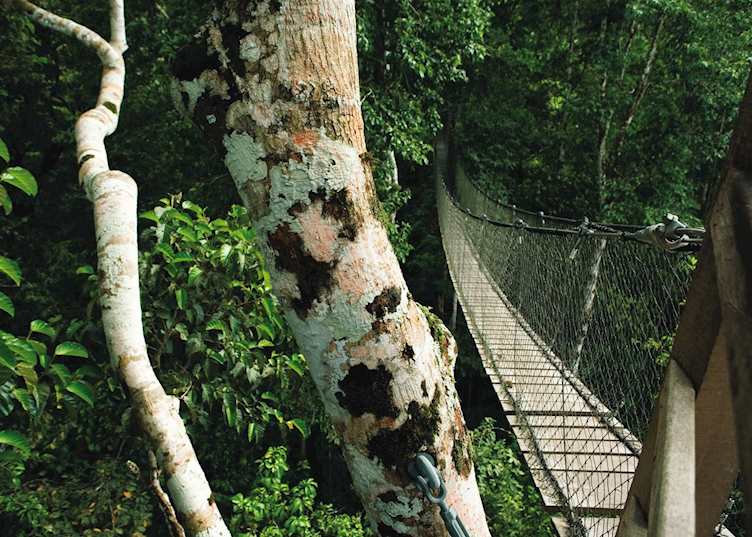 Canopy bridge, Reserva Amazónica, Peruvian Amazon