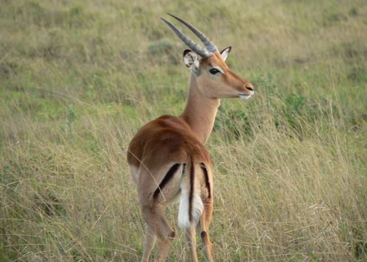 Impala in Shamwari