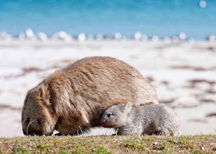 Maria Island Walk, 4 Day, Day 2, Maria Island