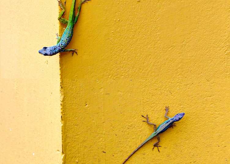 Gecko, Barbados