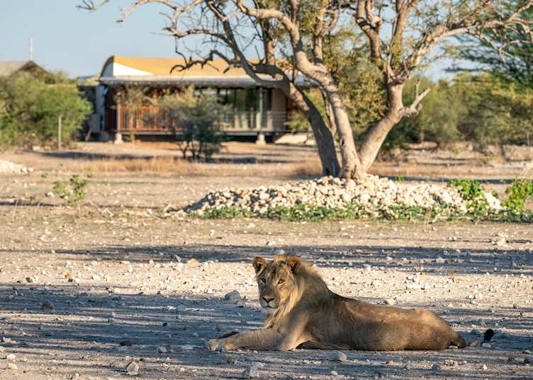 Anderssons at Ongava, Etosha National Park