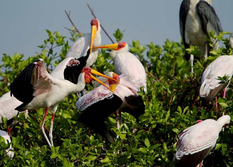 Storks in the heronry, Okavango Delta