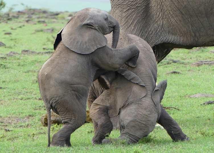 Elephant calves in Mara North