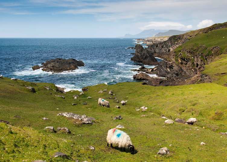 Black face sheep in a meadow