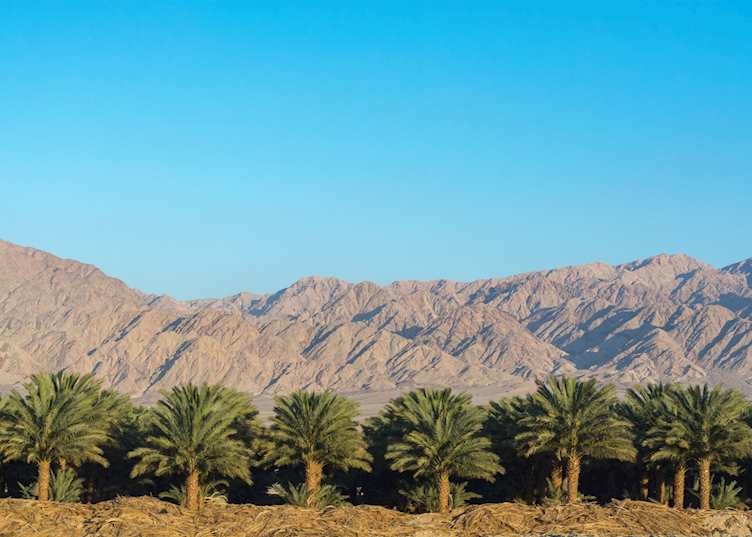 Date palm trees, Negev Desert