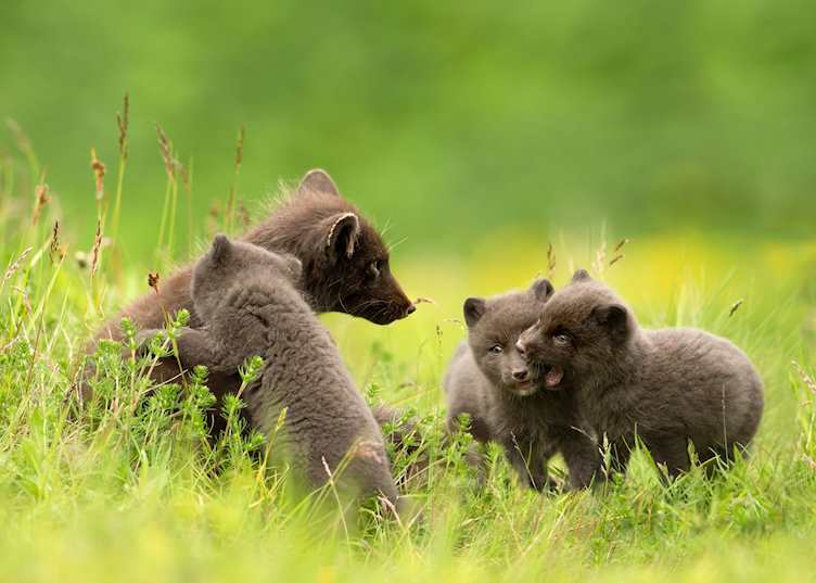 Arctic fox family