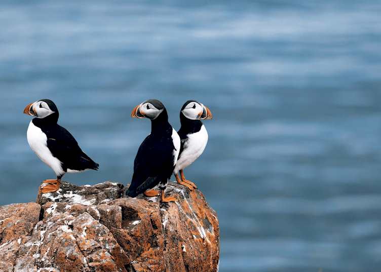 Puffins
