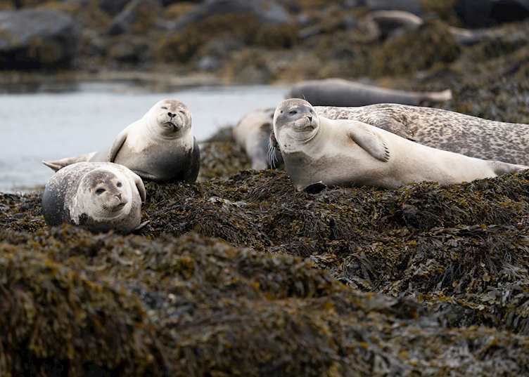 Seals on the Snæfellsnes Peninsula
