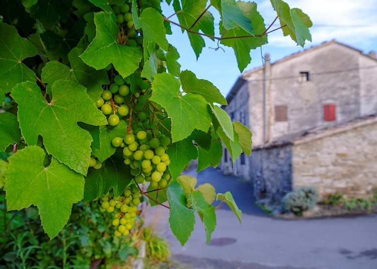 Grape vines, Istria