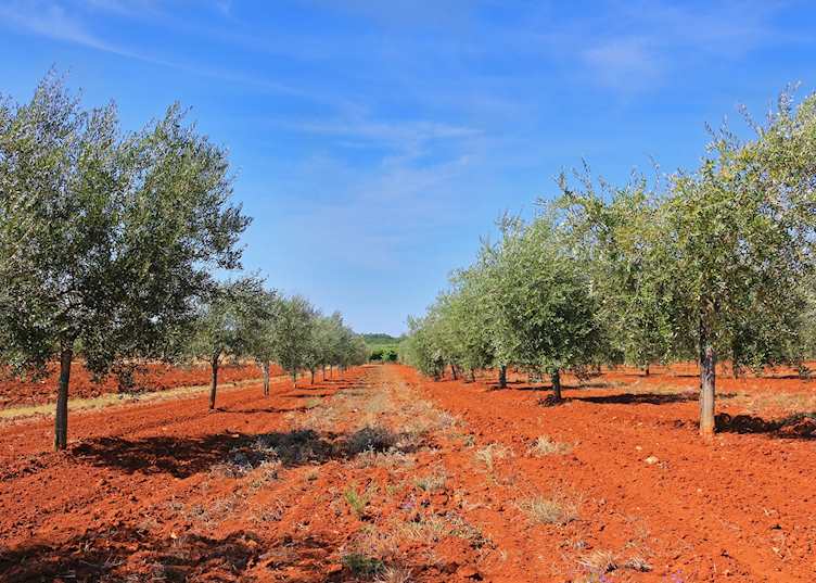Olive groves, Istria