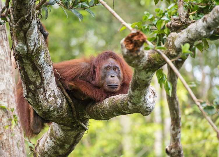 Orangutan relaxing at the sanctuary