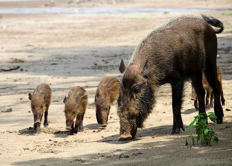Bearded piglets at Bako National Park