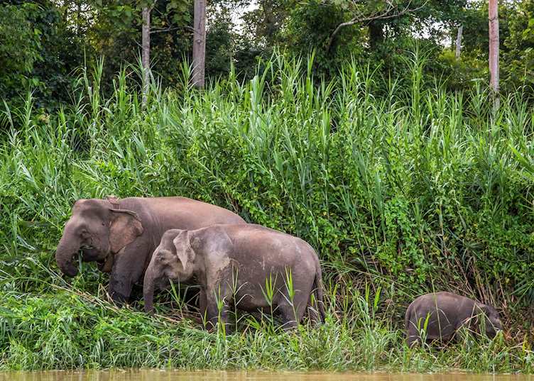 Pygmy elephants on the banks of the Kinabatangan River