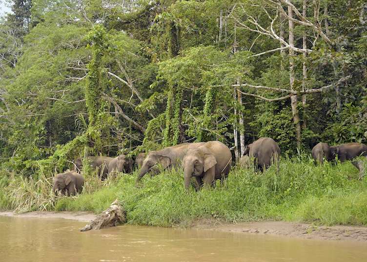 Pygmy elephants at Tabin Wildlife Reserve 