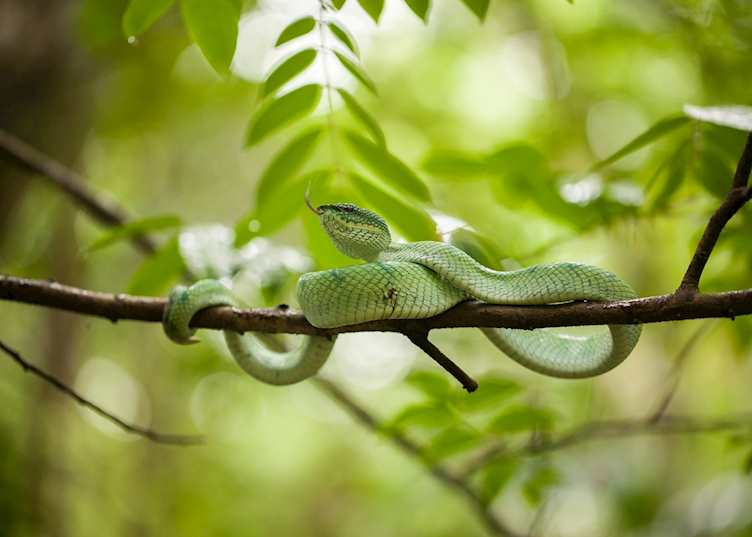 Snake on nature trail in Borneo