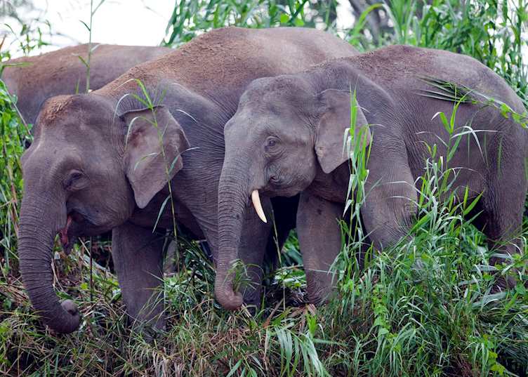 Pygmy elephants on the banks of the Kinabatangan River