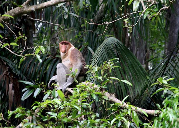 Proboscis Monkey 