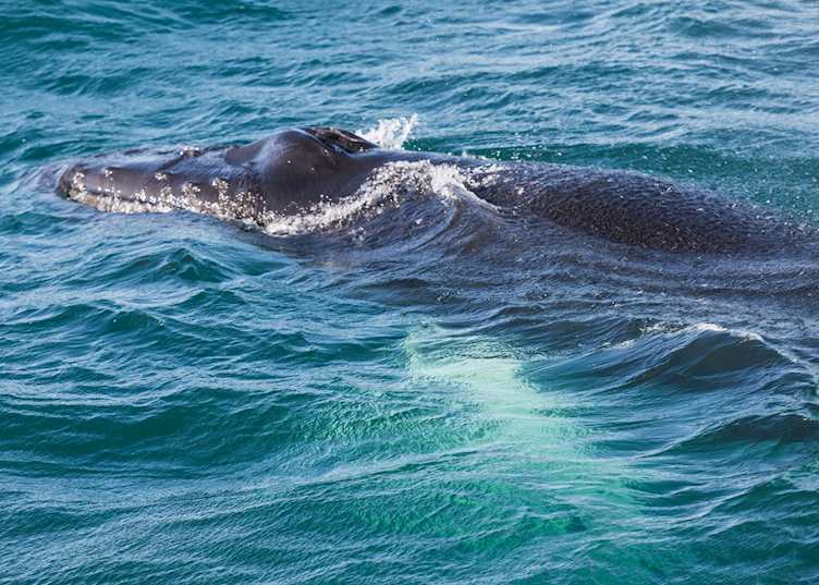 Hauganes whale watching