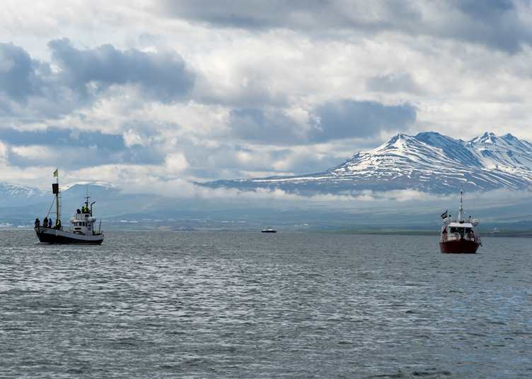 Hauganes whale watching