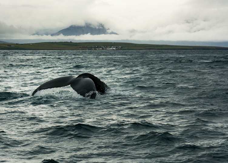 Hauganes whale watching