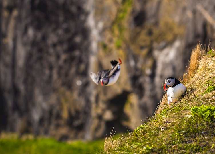 Puffins