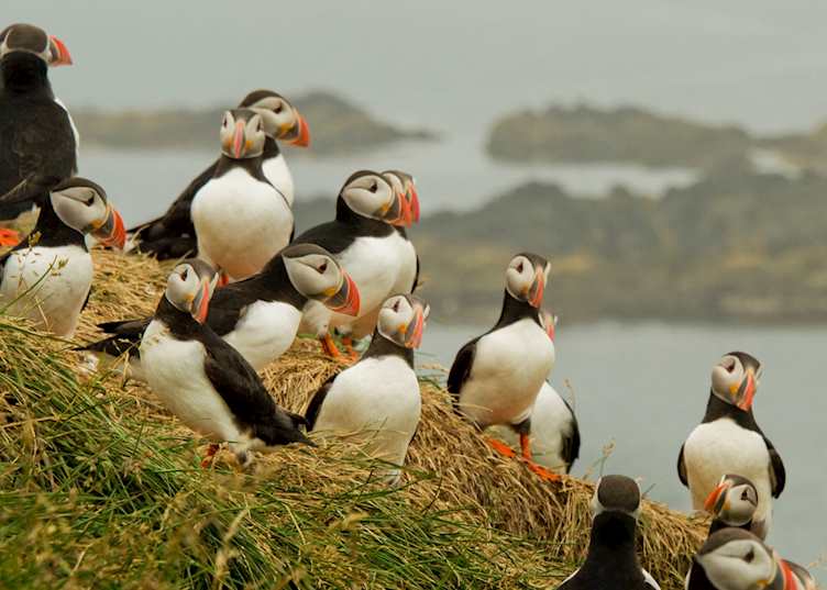 Puffins