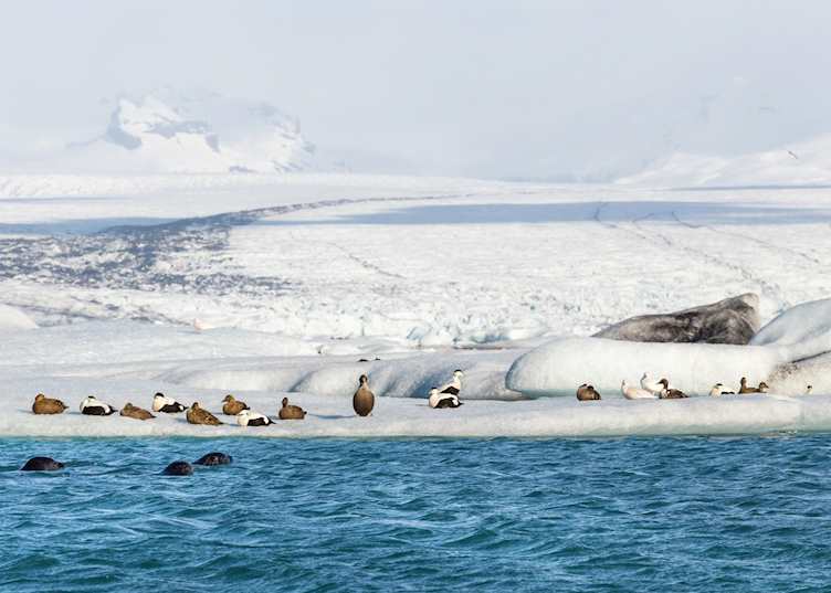 Jökulsárlón birdlife