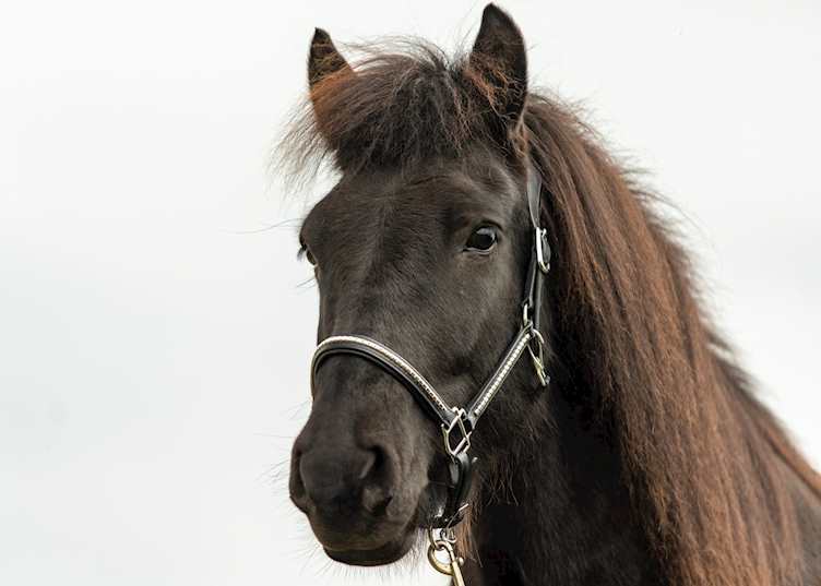 Icelandic horse