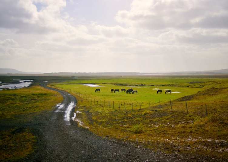 Grazing horses