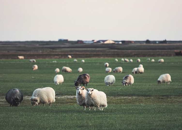 Sheep farm in West Iceland 