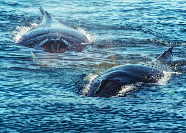 Humpback Whales, Bay of Fundy