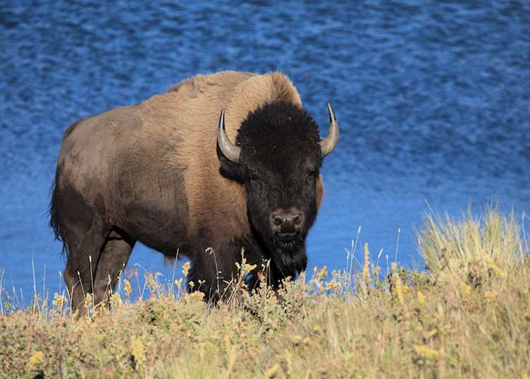 Bison, Waterton Lakes National Park