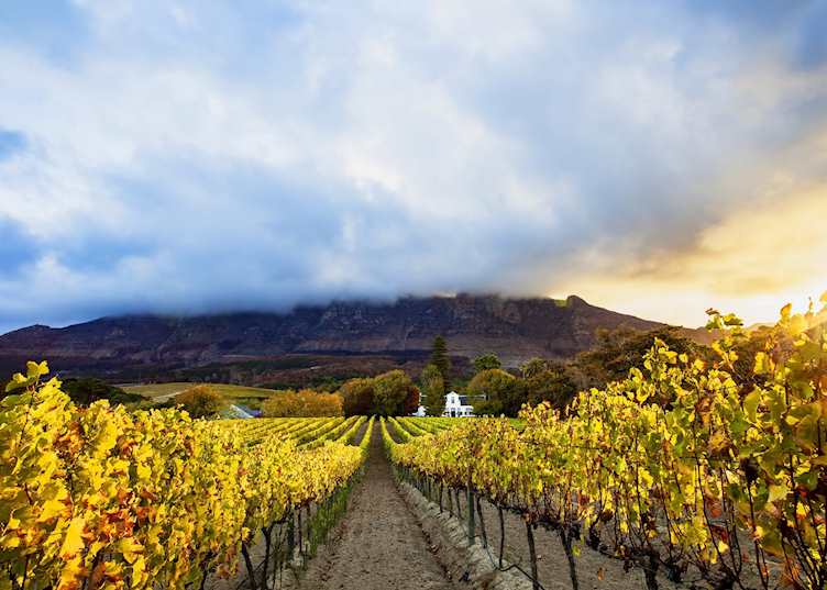 Vineyards near Constantia