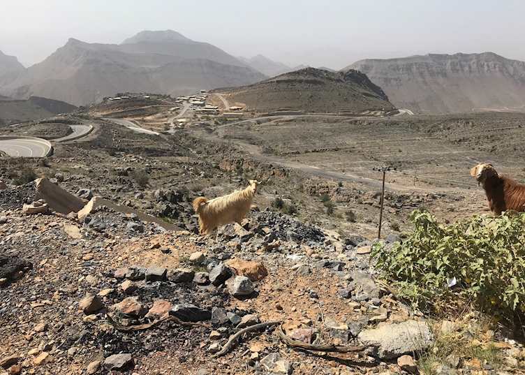 Wild Goats
