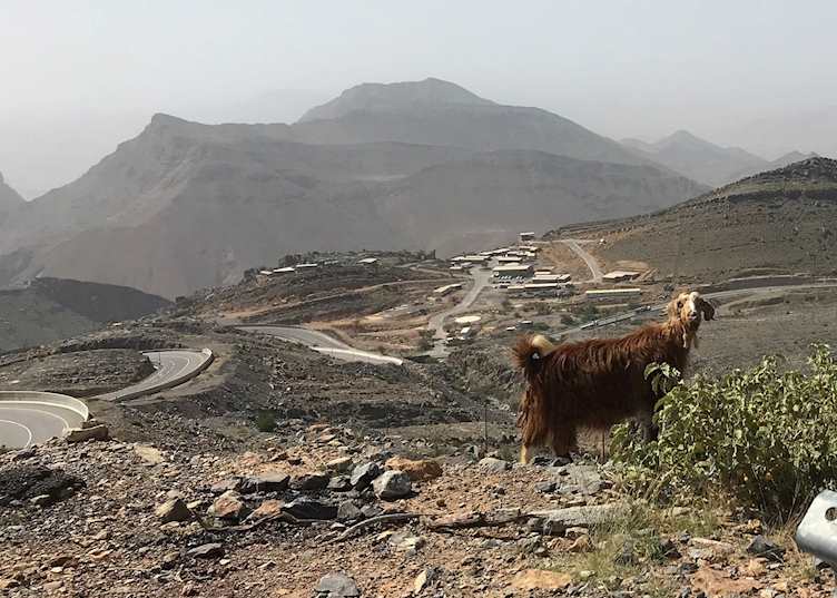 Wild goat, Jebel Akhdar