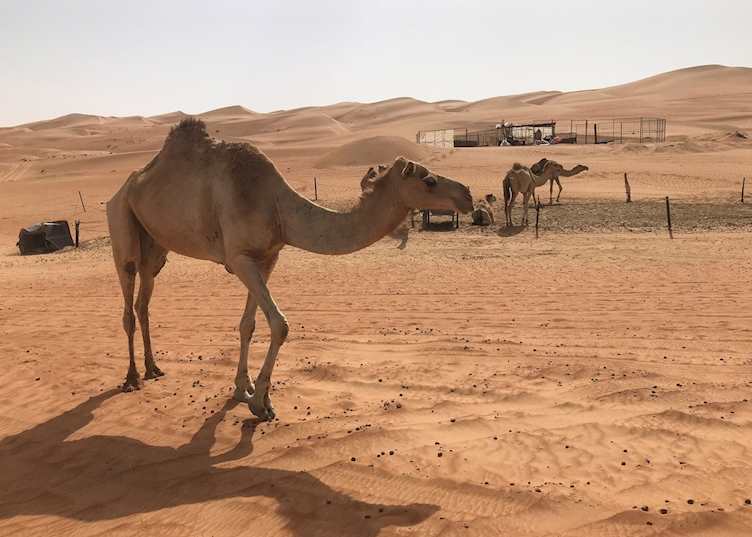 Camels