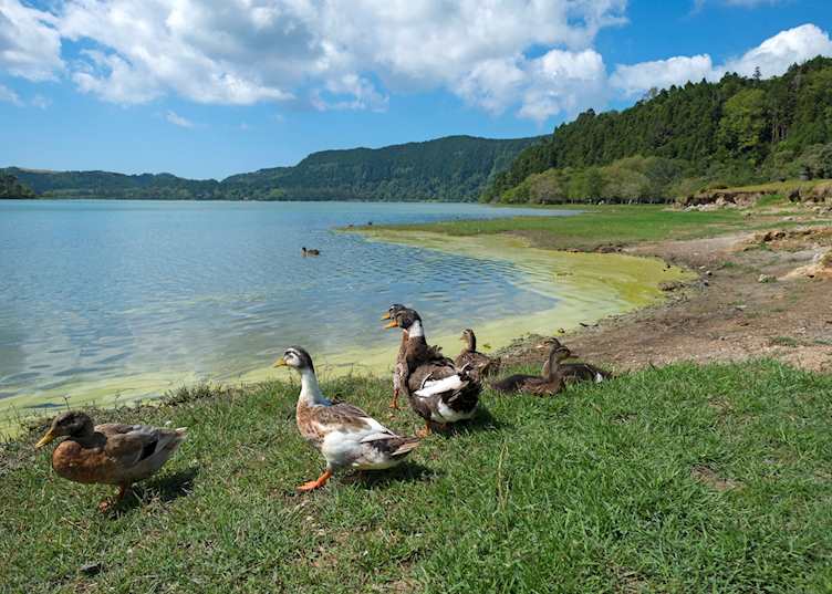 Ducks, Furnas Lagoon, São Miguel