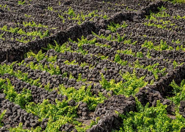 Vineyards, Pico