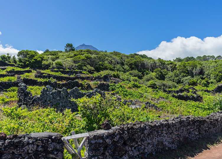 Vineyards, Pico