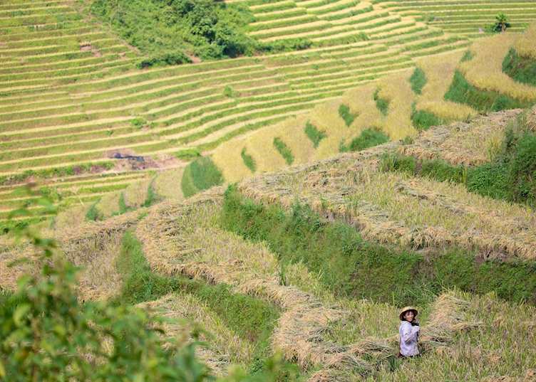 Harvesting rice outside of Sapa