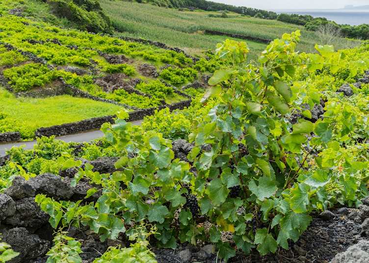 Vineyards, Pico
